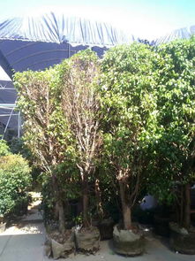 打造綠色城市 從苗圃到園林綠化的全流程服務(wù)