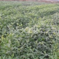 沭陽縣久久干花工藝品廠信息盡在農(nóng)苗網(wǎng) 第18頁